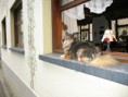 /album/fotogalerij-fotos1/edwin-001-jpg/